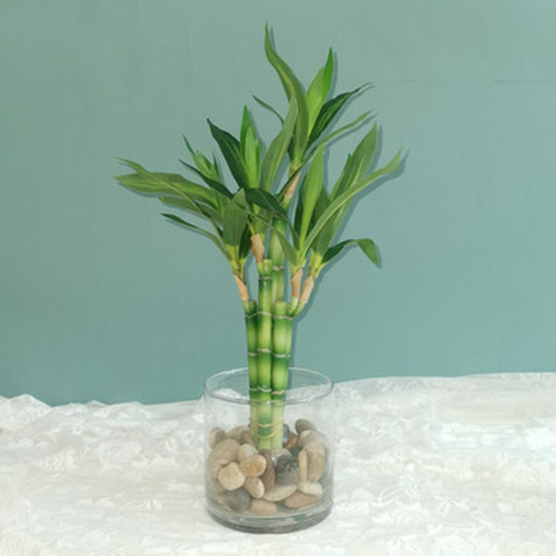 Aquarium Marine Plants - Nova Planta Artificial de Bambu da