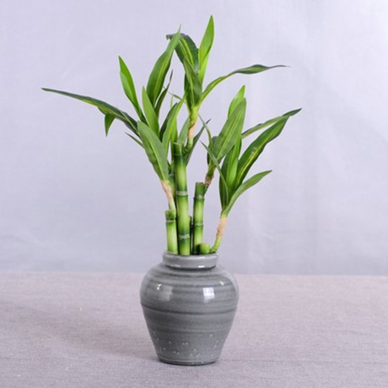 Nova Planta Artificial de Bamb - Aquarium Marine Plants avaliação e preço